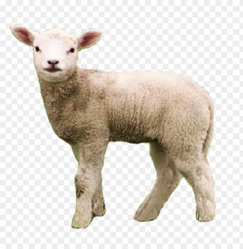 white sheep Transparent Cutout PNG Graphic Isolation