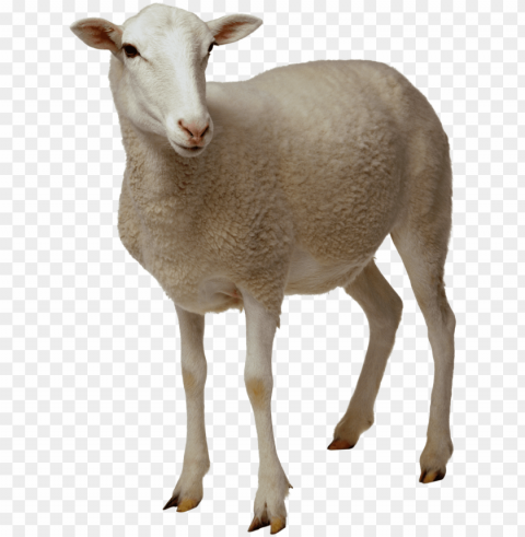 white sheep Transparent Cutout PNG Isolated Element