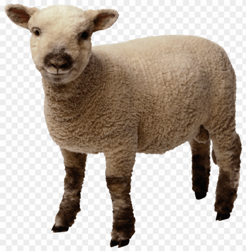 white sheep png Transparent graphics