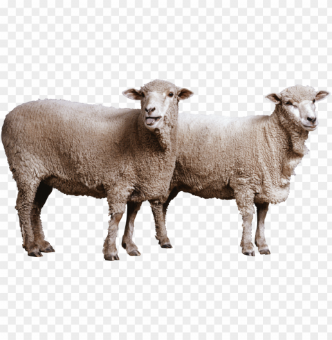 white sheep png Transparent image PNG transparent with Clear Background ID e286be08
