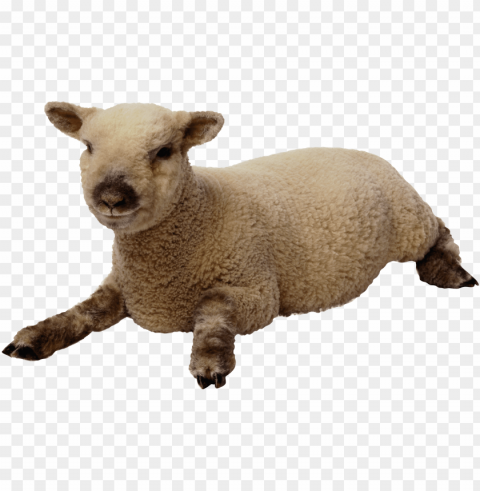 white sheep png Transparent pics PNG transparent with Clear Background ID 15f8bd1a