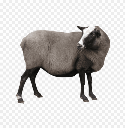 white sheep Transparent picture PNG