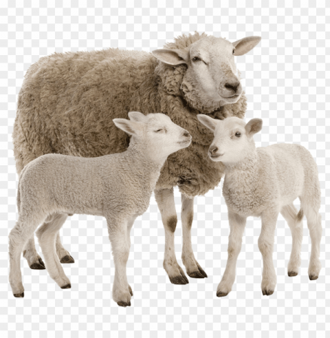 white sheep Transparent PNG art PNG transparent with Clear Background ID 8fae6b8c