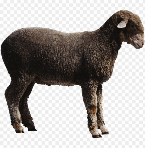 white sheep Transparent PNG graphics variety