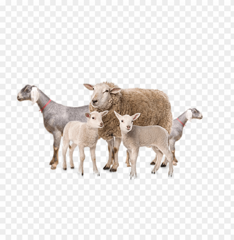 white sheep Transparent PNG image PNG transparent with Clear Background ID 64c619ea