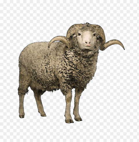 white sheep Transparent PNG images extensive gallery