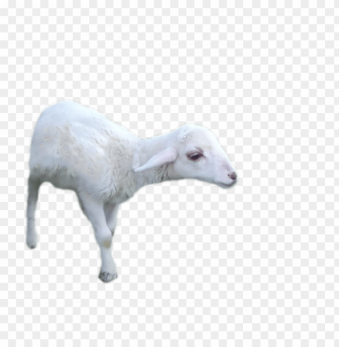 white sheep Transparent PNG images for design