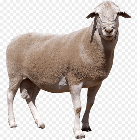 white sheep Transparent PNG Isolated Graphic Detail PNG transparent with Clear Background ID dbecafb4