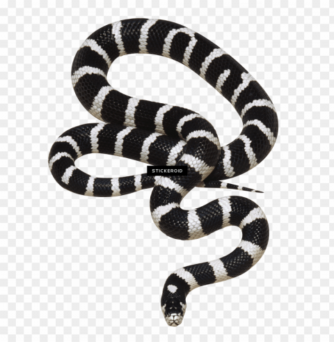 white snake - background snake Transparent PNG Isolated Graphic with Clarity