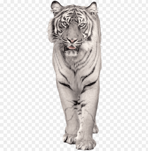 white snow tiger Free PNG images with alpha channel compilation PNG transparent with Clear Background ID 007277fb