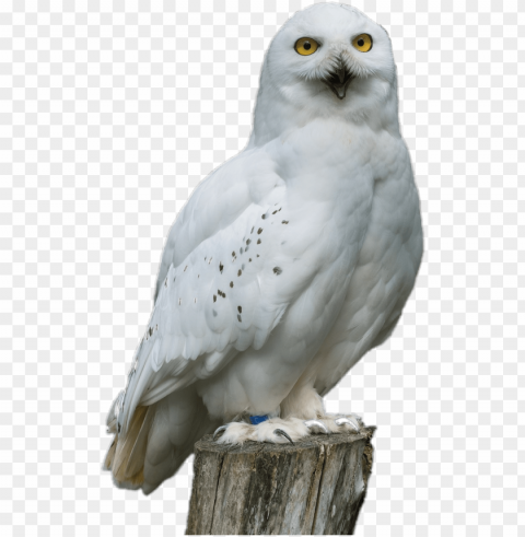 white sticker - snowy owl PNG files with no background assortment