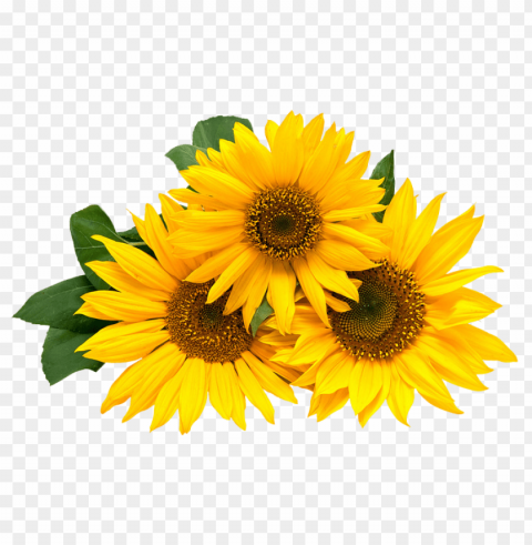 white sunflower PNG files with no background bundle