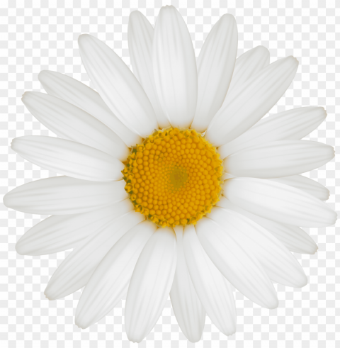 white sunflower PNG for digital art