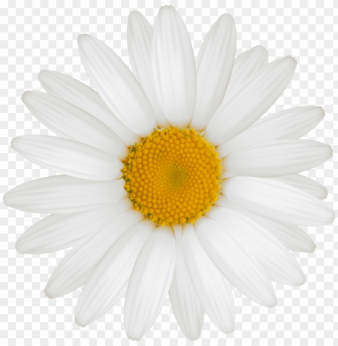 white sunflower PNG for digital art PNG transparent with Clear Background ID dc834e0d