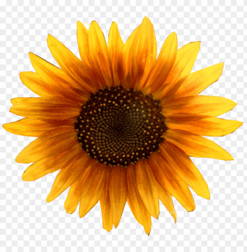 white sunflower PNG for digital design