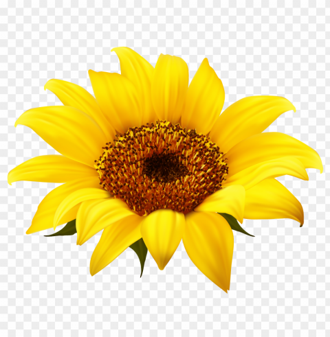 white sunflower PNG for web design