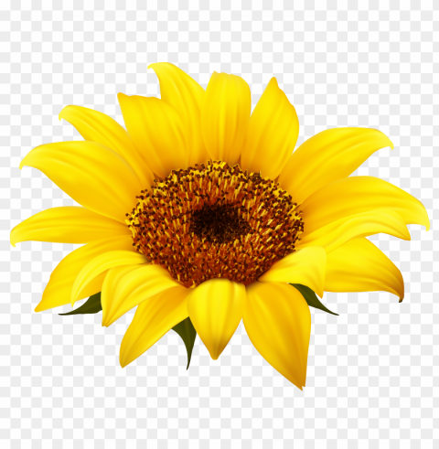 white sunflower PNG for web design PNG transparent with Clear Background ID b73d0e3b