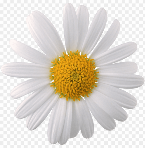 white sunflower PNG Graphic Isolated on Clear Background