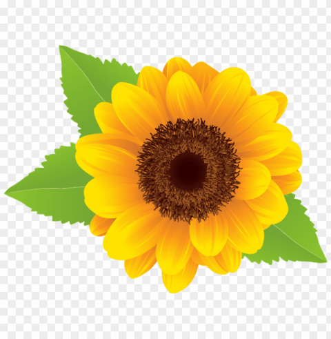 white sunflower PNG graphics