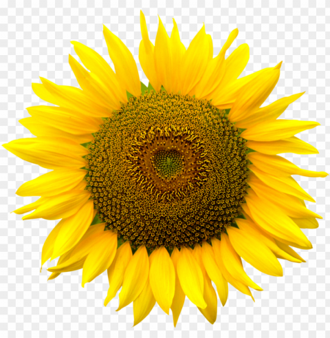 white sunflower PNG graphics with clear alpha channel