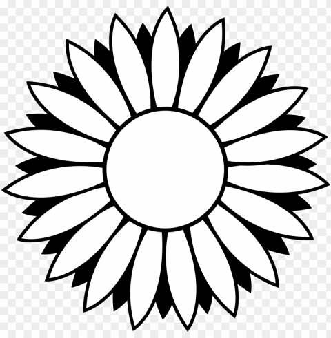 white sunflower PNG Image Isolated on Transparent Backdrop