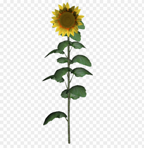 white sunflower PNG Image Isolated with Clear Transparency