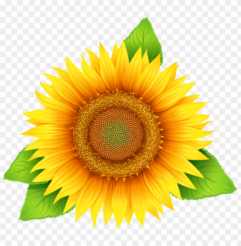 white sunflower PNG Image with Transparent Isolated Graphic