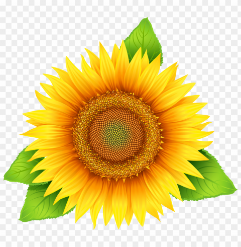 White Sunflower PNG Image With Transparent Isolated Graphic