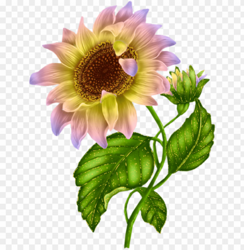 white sunflower PNG images alpha transparency