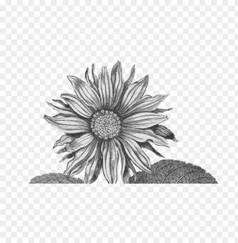 white sunflower Isolated Object with Transparency in PNG