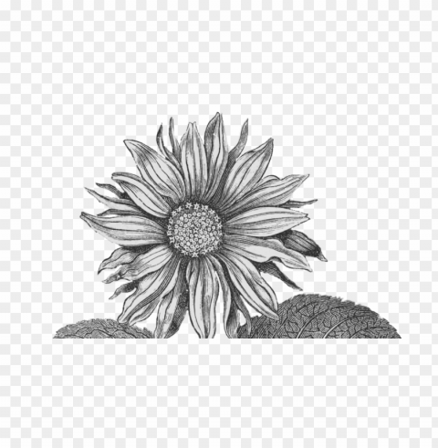 White Sunflower Isolated Object With Transparency In PNG