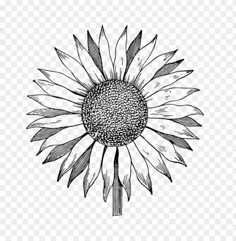 white sunflower Isolated PNG Graphic with Transparency