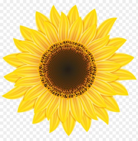 white sunflower Isolated Subject in Clear Transparent PNG
