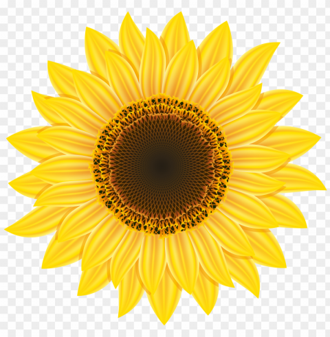 White Sunflower Isolated Subject In Clear Transparent PNG