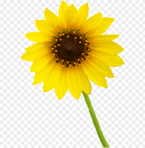 white sunflower Isolated Subject in Transparent PNG