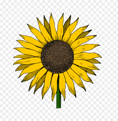white sunflower Isolated Subject on HighResolution Transparent PNG