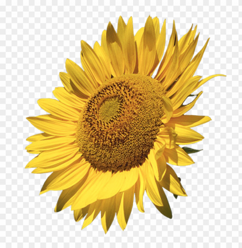 white sunflower PNG files with clear backdrop assortment PNG transparent with Clear Background ID d441285a