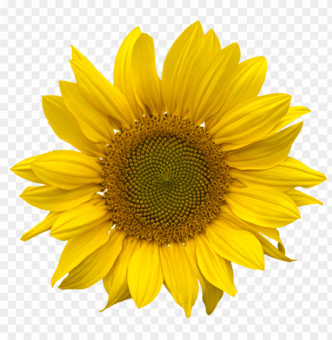 white sunflower PNG files with clear background variety