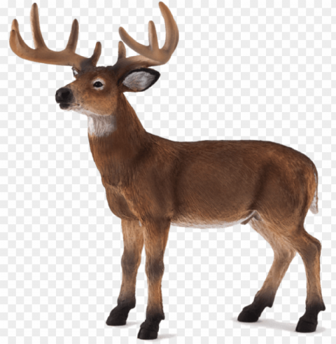 white tailed deer buck - animal planet white tailed deer sta Free PNG transparent images