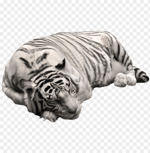 white tiger pictute - white tiger transparent background PNG graphics with transparency