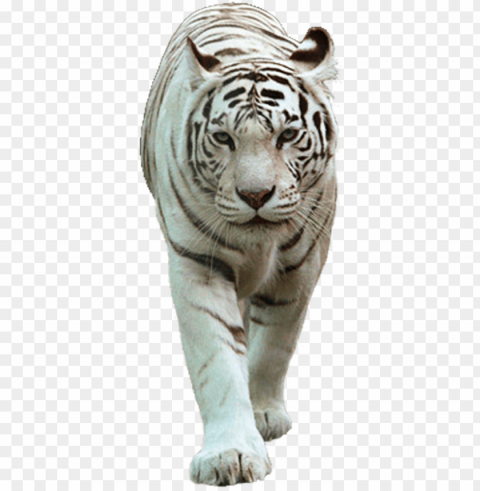 white tiger - white tiger images PNG with Transparency and Isolation