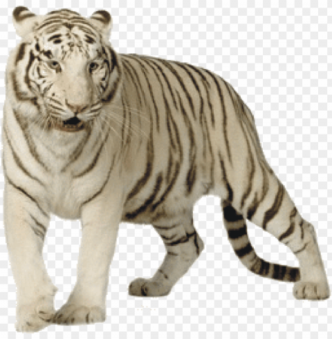 white tiger - white tiger Isolated Design Element in HighQuality Transparent PNG