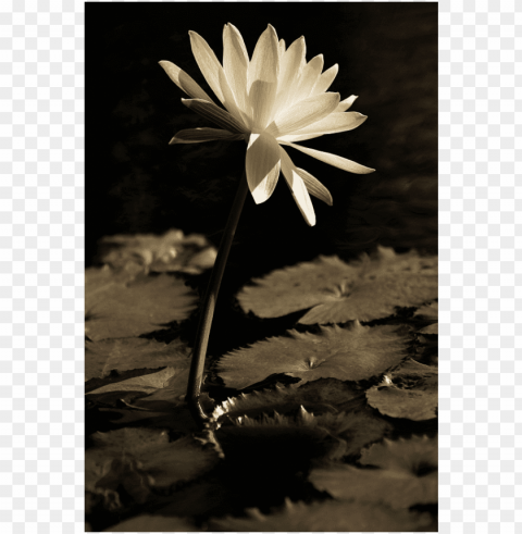 white water-lily Transparent Background Isolated PNG Character
