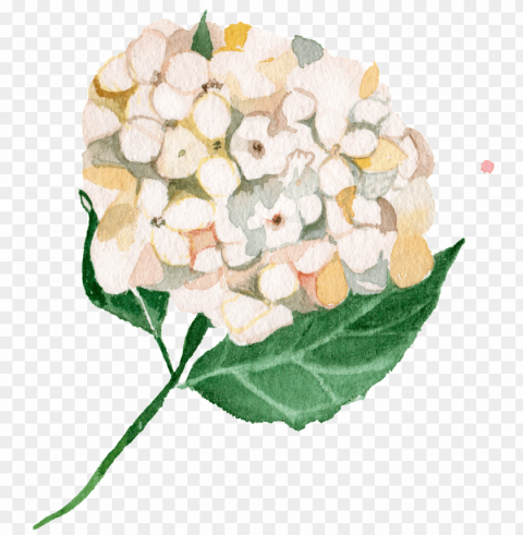 white watercolor hand painted hydrangetransparent - watercolor painti PNG images with alpha transparency selection