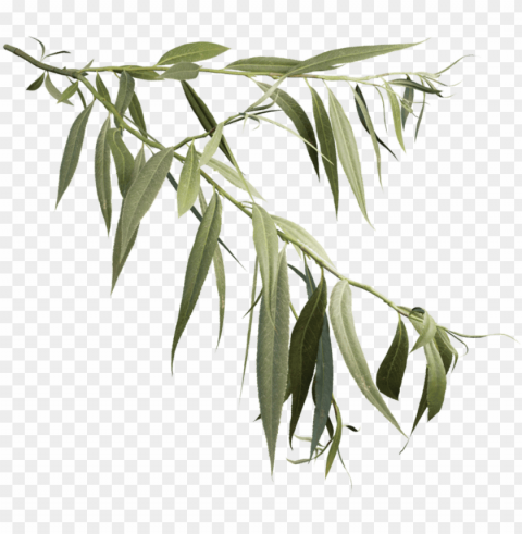 white willow - weeping willow branch PNG download free