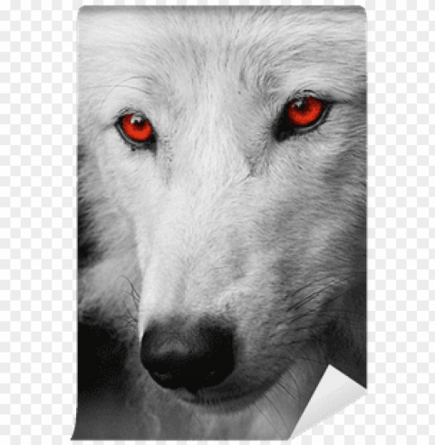 white wolf red eyes Transparent PNG Isolated Graphic Design