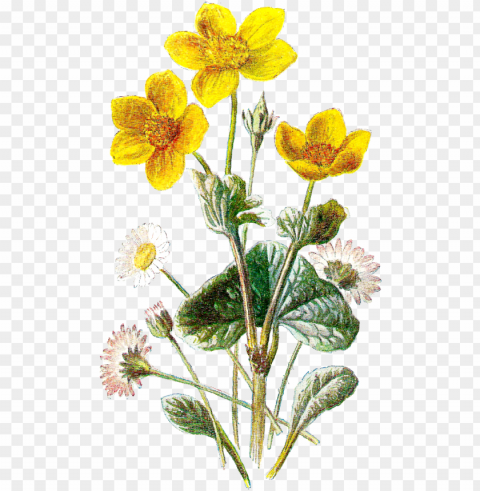 wild flowers - wild flower botanical art PNG images with transparent overlay