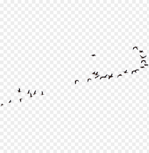 wild geese flying goose - geese flying no background PNG transparent pictures for editing