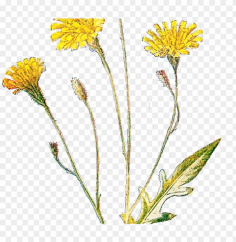 wildflower clipart antique - antique botanical prints PNG transparent images bulk
