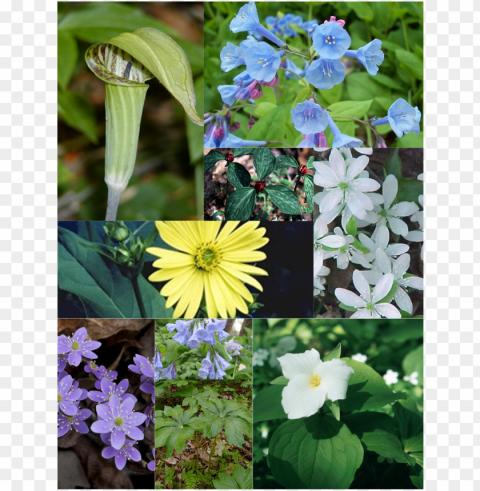 wildflowers - podophyllum peltatum PNG files with transparent elements wide collection PNG transparent with Clear Background ID 68e4a59c